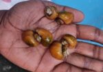 একুরিয়ামের আপেল শামুক