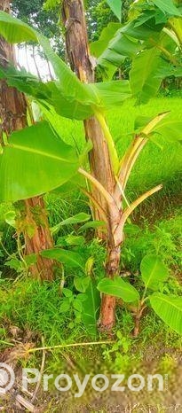 দেশি সবরি কলা গাছ ও সাগর