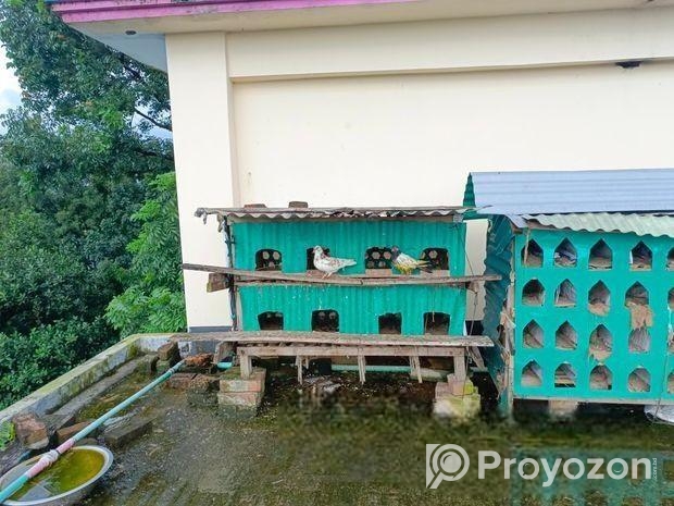 কবুতর (অনেক ভালো জাত)