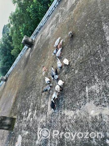 কবুতর (অনেক ভালো জাত)