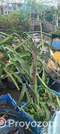 স্বল্প মূল্যে ড্রাগনের গাছ বিক্রি করা হবে