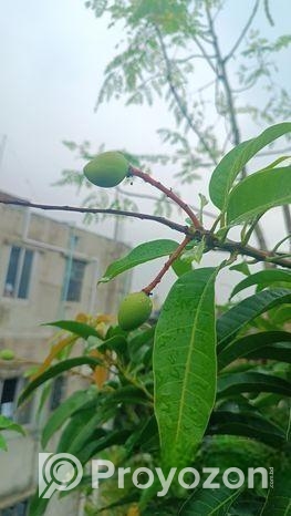 আম গাছ