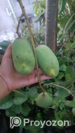 আম গাছ