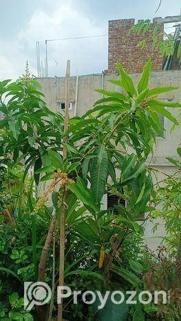 আম গাছ