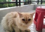Persian Cat