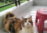 Persian Cat