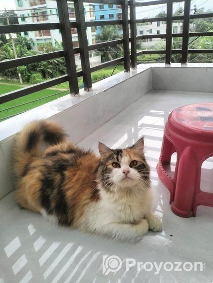 Persian Cat