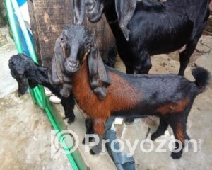 fitted-2025-09-17T190426.771_2025-09-17_19-05-15