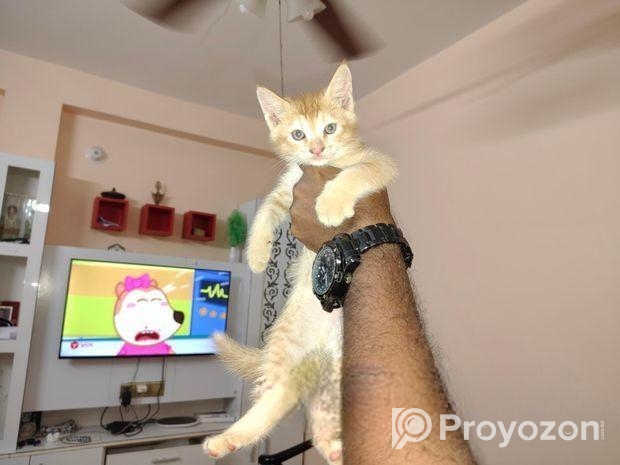 Cat for sale