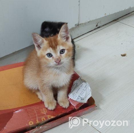Cat for sale
