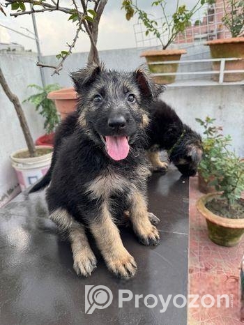 German Shepherd Dog