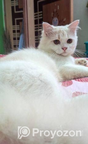 Male Cat