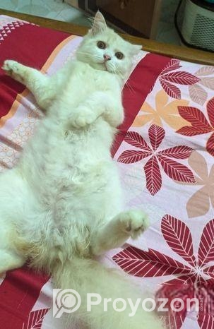 Male Cat