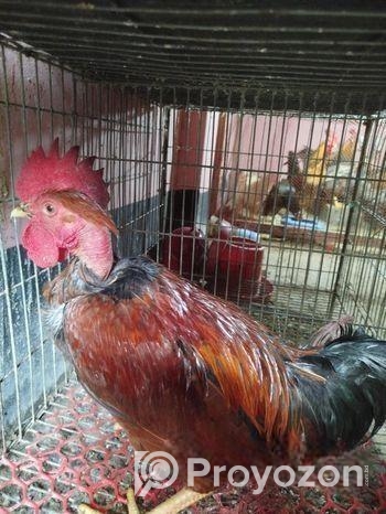 দেশি মোরগ