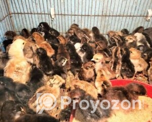 fitted-2025-09-20T011935.380_2025-09-20_01-20-47