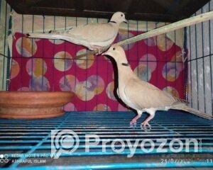 fitted-2025-09-20T124015.692_2025-09-20_12-41-01