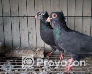 fitted-2025-09-20T124345.460_2025-09-20_12-44-21