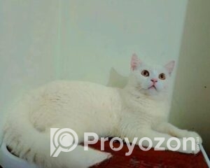 fitted-2025-09-20T124921.820_2025-09-20_12-49-56