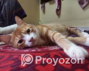 fitted-2025-09-20T125226.106_2025-09-20_12-53-23