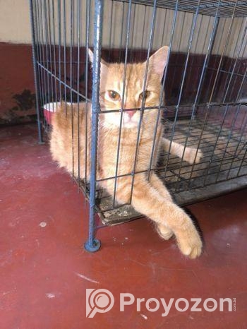 Cat Sell Post