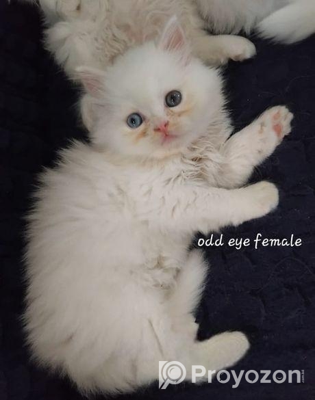 Pure persian cat