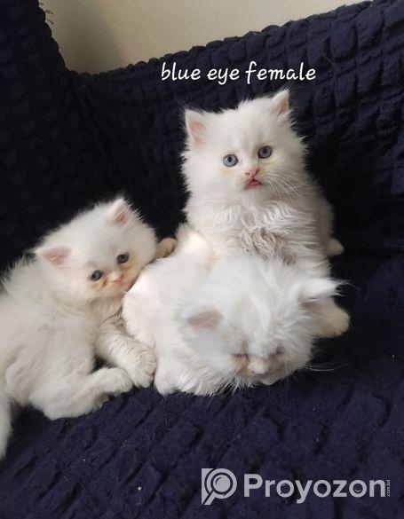 Pure persian cat