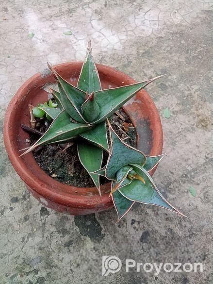 Sansevieria Pinguicula (snake Plant)