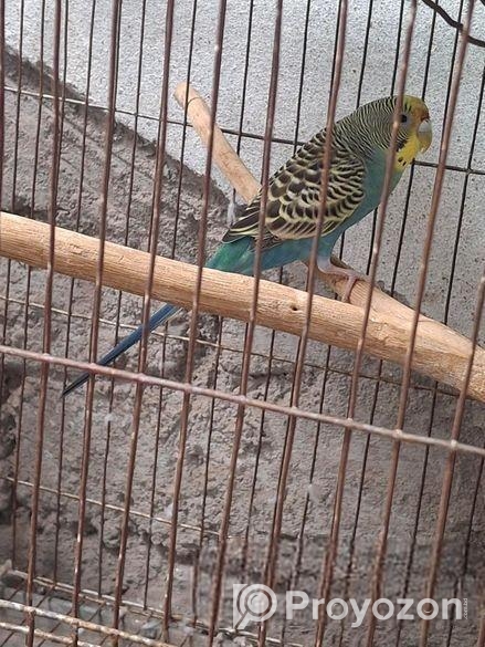 এডাল্ট বাজরিগার