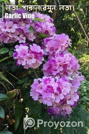 গাছের চারা