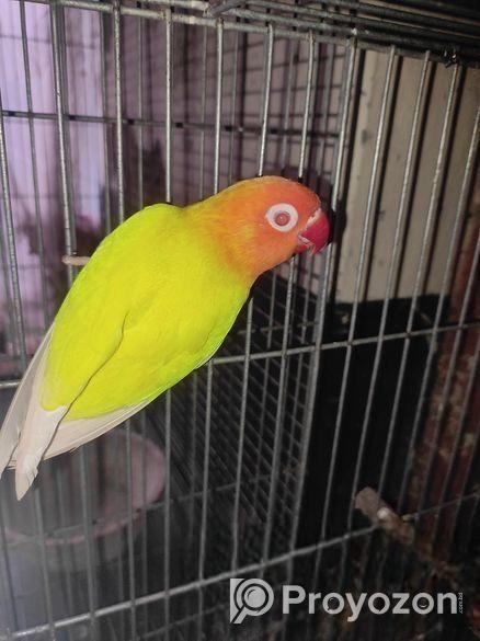 লাভ বার্ডস