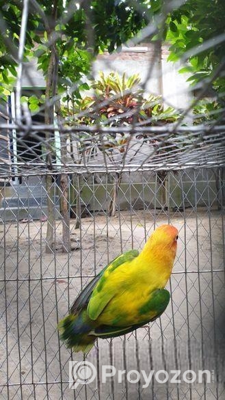 love bird male
