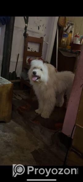 Lhasa Apso Male