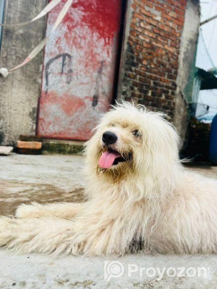 Lhasa Apso Male