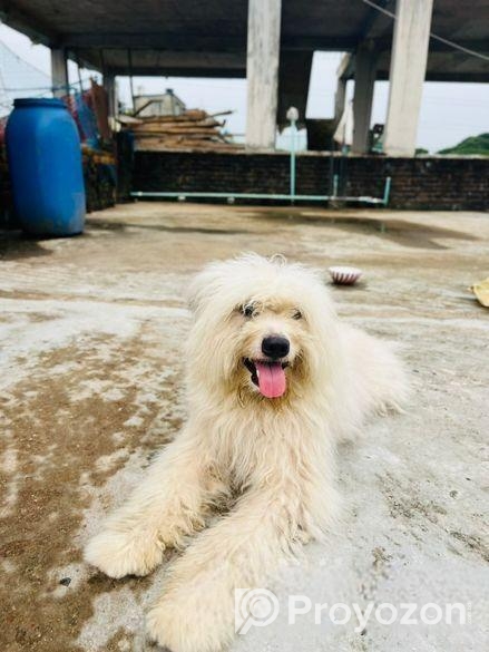Lhasa Apso Male