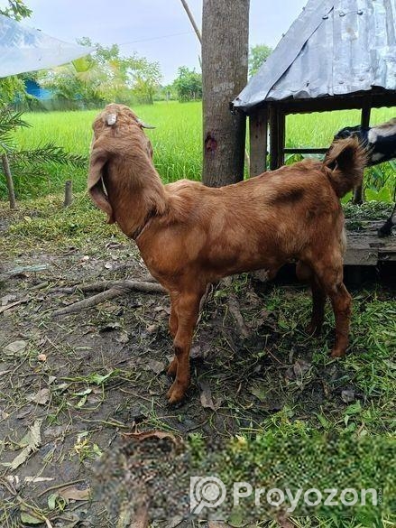বড় কান ছাগল