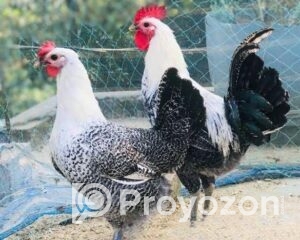 fitted-2025-09-23T181732.584_2025-09-23_18-18-33