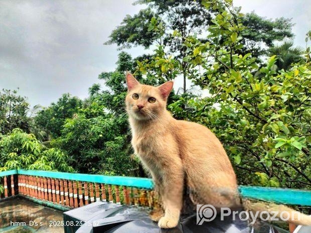 Persian mix cat