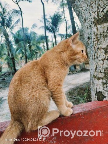 Persian mix cat