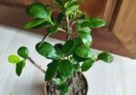 Bonsai China Bot