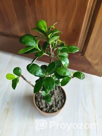 Bonsai China Bot