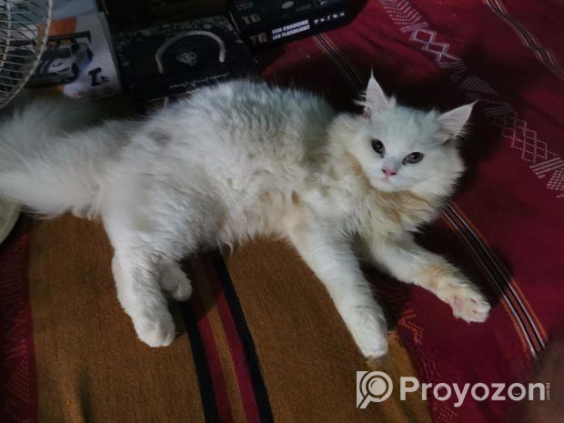 Persian Cat