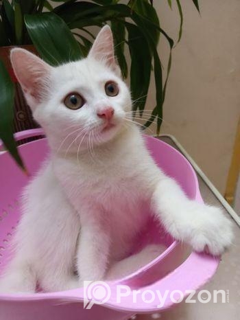Mixed Breed Female Cat