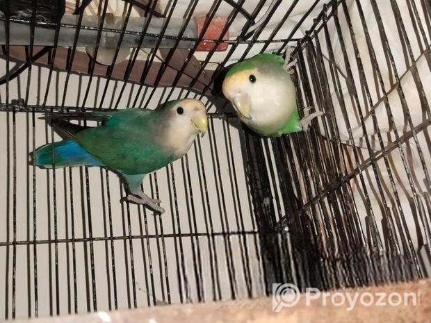 Love Bird Master Pair