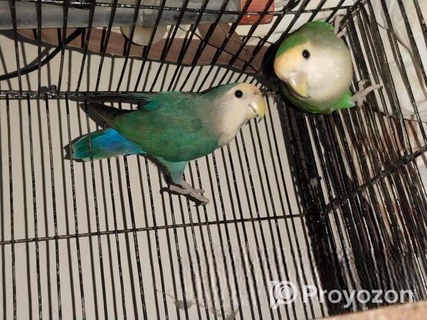 Love Bird Master Pair
