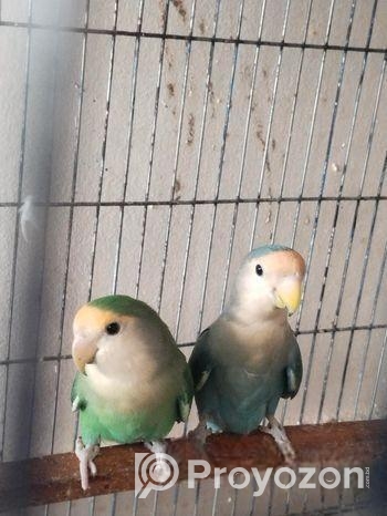 Love Bird Master Pair