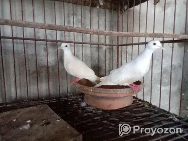 ঘুঘু পাখি
