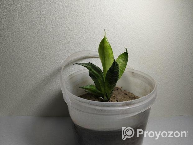 snake plant