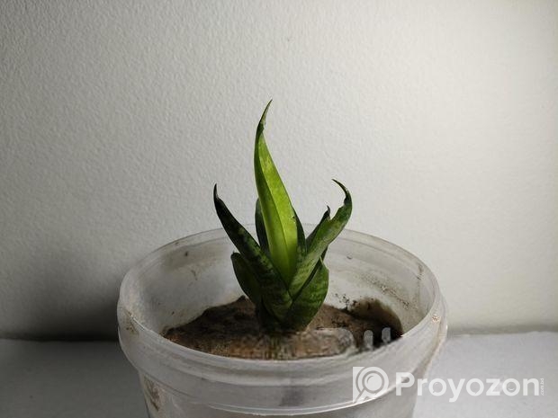 snake plant