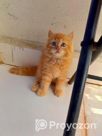 Persian cat female