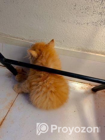 Persian cat female